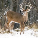 Hunting Deer