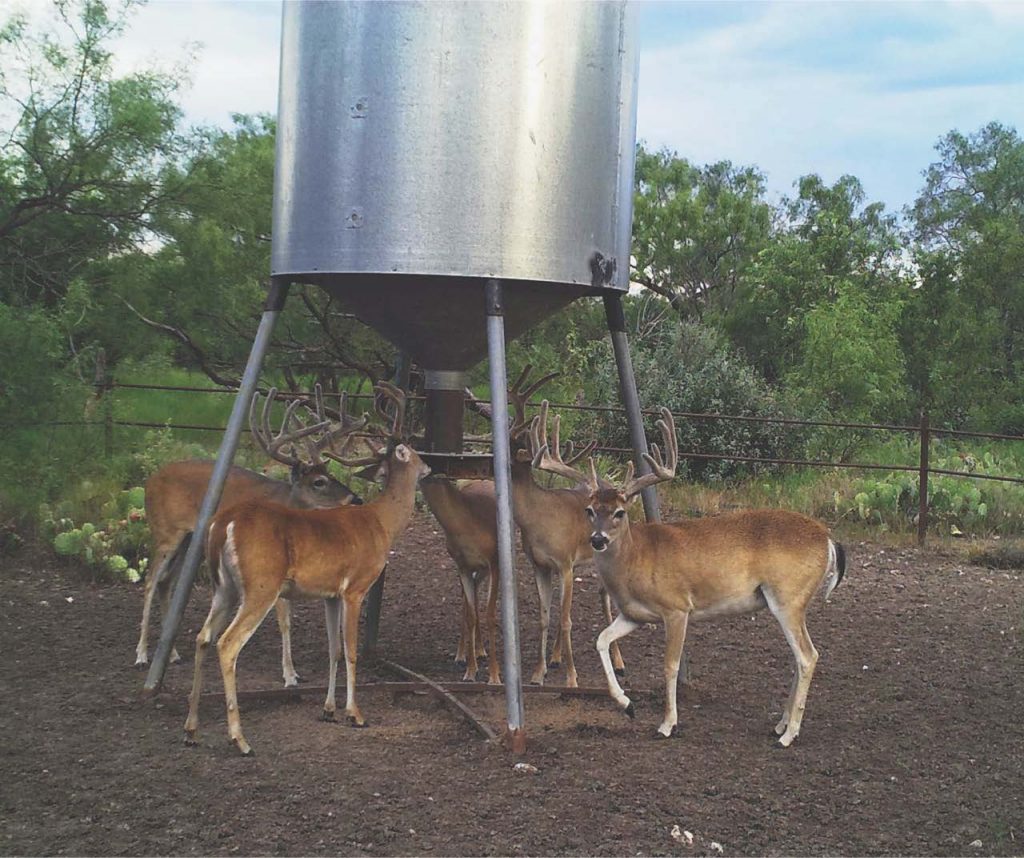 Whitetail Deer Trophy in Texas Whitetail Deer Trophy in Texas