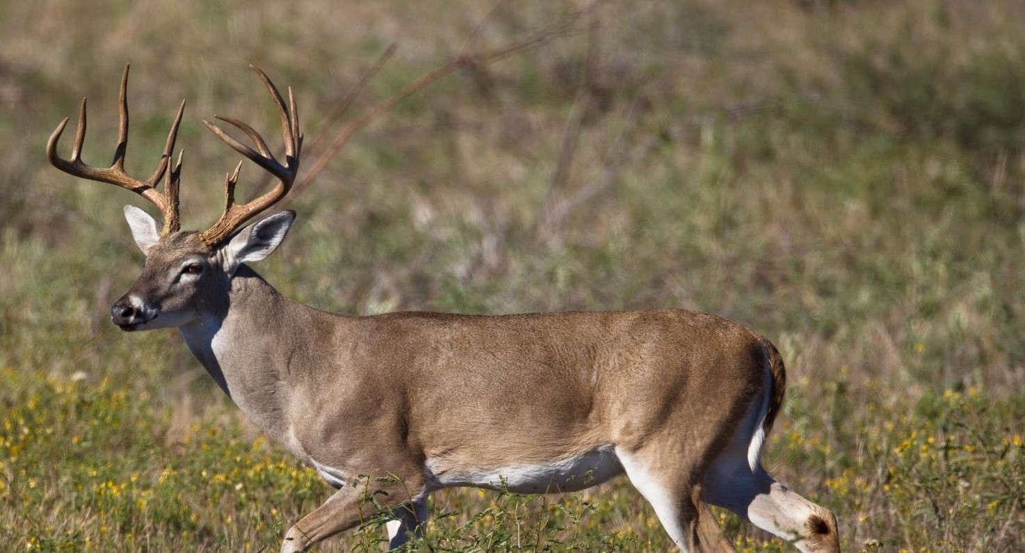 E9XE31 Whitetail buck in Texas