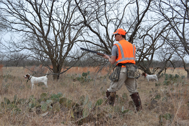 Texas Quail Hunting