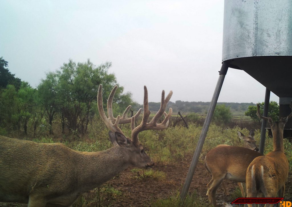 Guided Whitetail Deer Hunts Guided Whitetail Deer Hunting in Texas