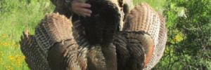 Turkey Hunts at Schmidt Double T Ranches