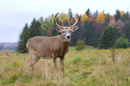 whitetail deer in autumn