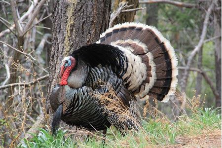 Rio Grande Turkey