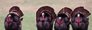 Wild Turkeys in Texas