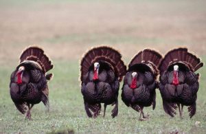 Wild Turkeys in Texas