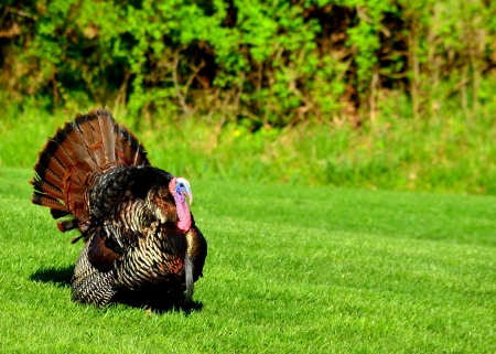 wild turkey strutting during mating season
