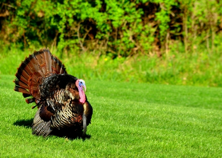 wild turkey call sound wild turkey call sound