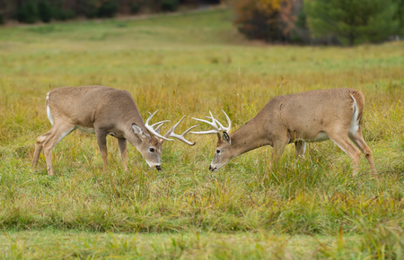 whitetail deer bucks fighting during the rut