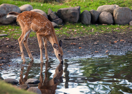 you whitetail fawn by the water