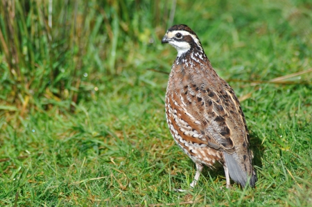 male northern bobwhite quail