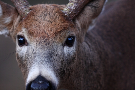 whitetail deer buck closeup in autumn