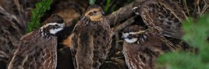 bobwhite quail covey in texas