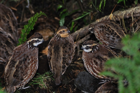 bobwhite quail covey in texas