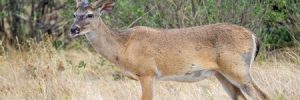 whitetail deer season in Texas