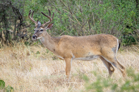 whitetail deer season in Texas