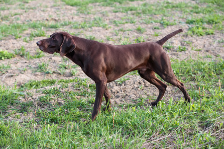 German Shorthaired Pointer for Hunting