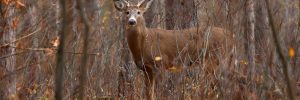 Whitetail Deer in forest