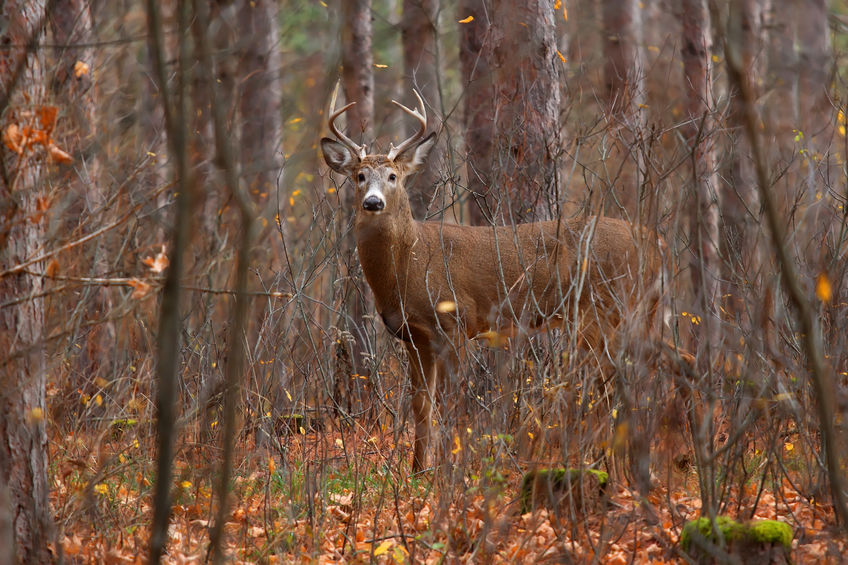 Whitetail Deer in forest
