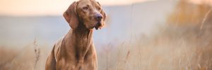 Hunting Dog in Texas