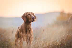 Hunting Dog in Texas