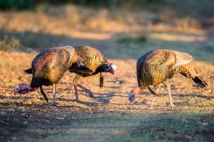 Spring Texas Turkey hunt