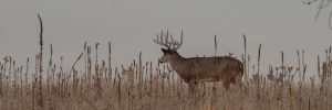 Whitetaile Deer in field during rut