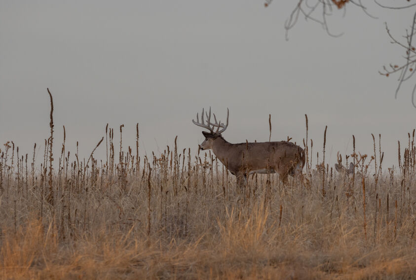 Whitetaile Deer in field during rut