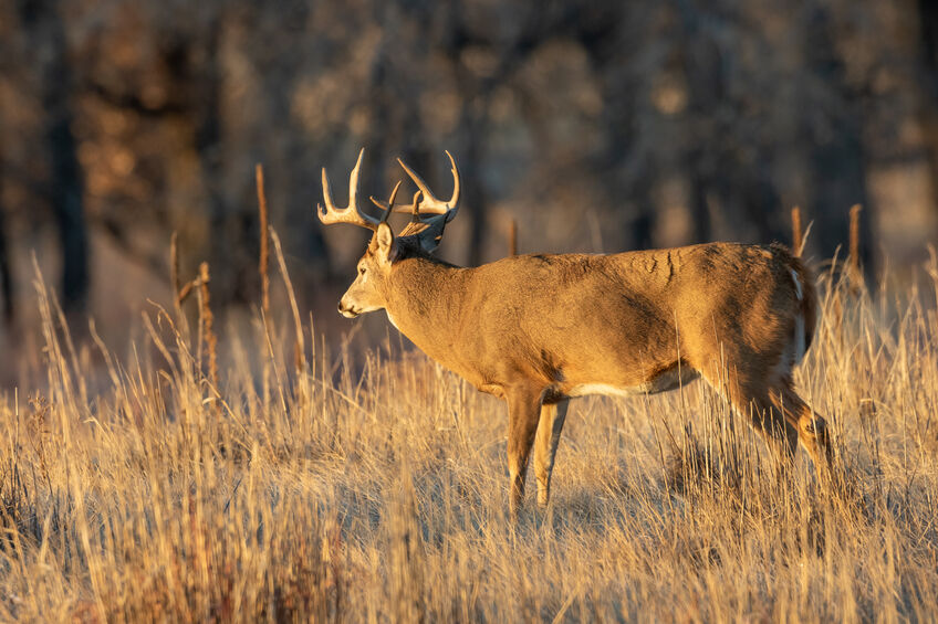 Whitetail Deer walking in field in Texas Rut