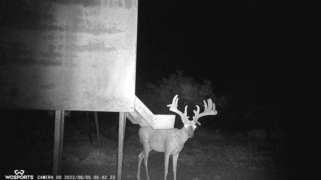 Whitetail Deer Hunts at Schmidt Double T Ranches