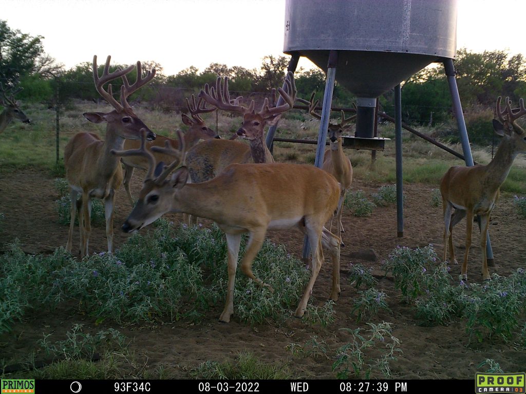 Whitetail Hunting at Schmidt Double T Ranches