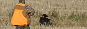 Hunter with Flush dog for quail hunting