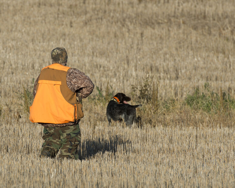 Hunter with Flush dog for quail hunting
