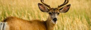 young male mule deer standing in a field of tall grass in full summer velvet with mouth open