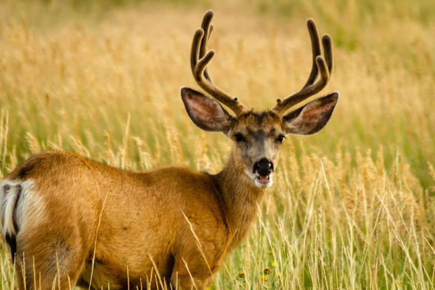 young male mule deer standing in a field of tall grass in full summer velvet with mouth open