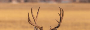 Whitetail Buck in Texas Hill Country