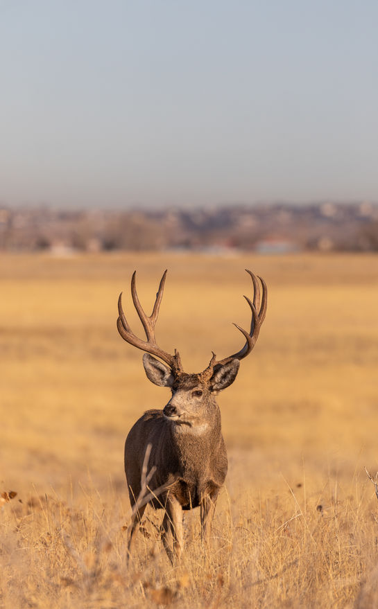 Whitetail Buck in Texas Hill Country